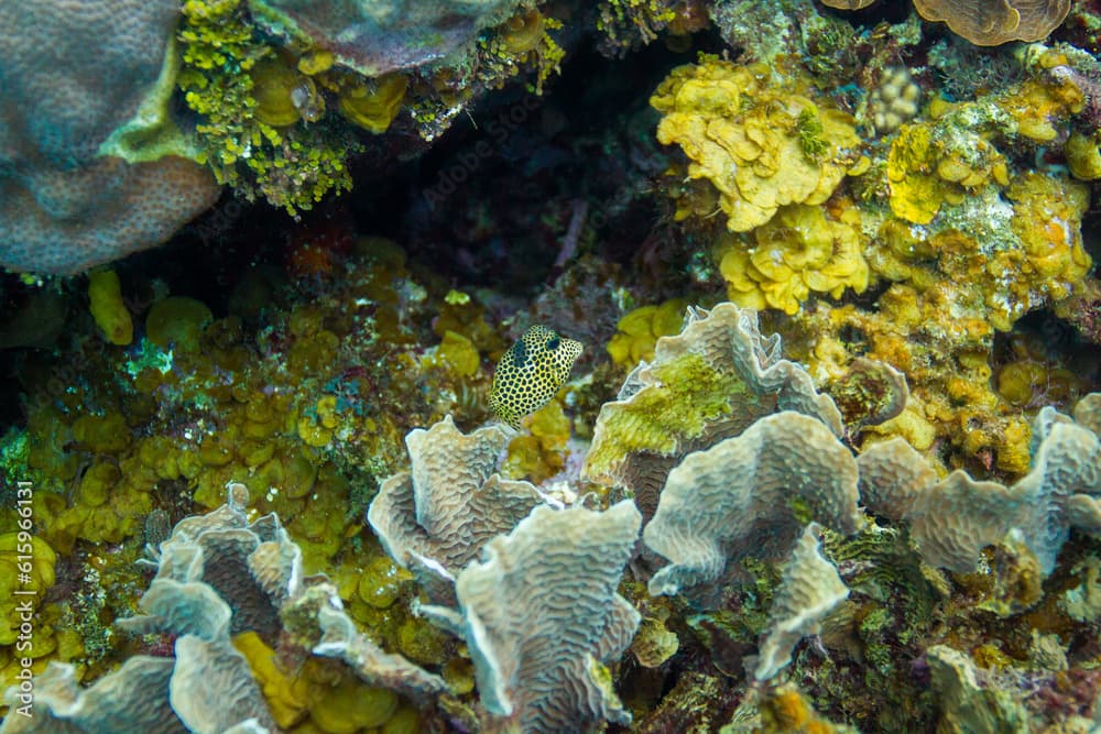 Lactophrys bicaudalis swimming in a crevace