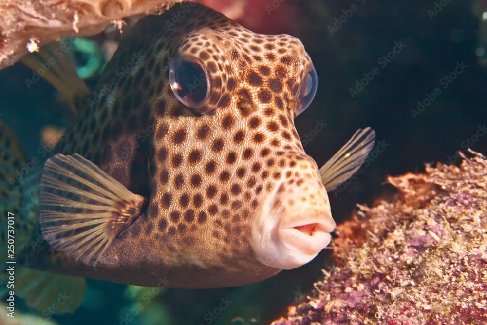 Spotted Trunk Fish (Lactophrys bicaudalis), Caribbean Reefs of Bonaire