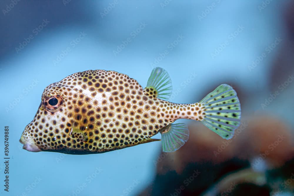 potted trunkfish ,Lactophrys bicaudalis