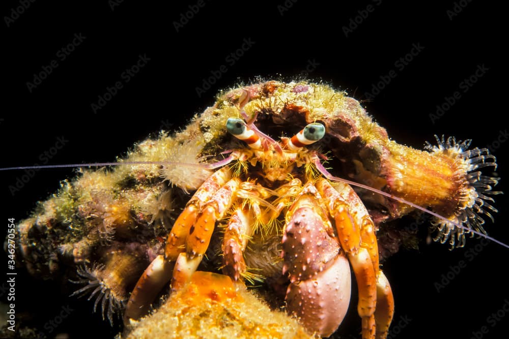 Anemone Hermit Crab