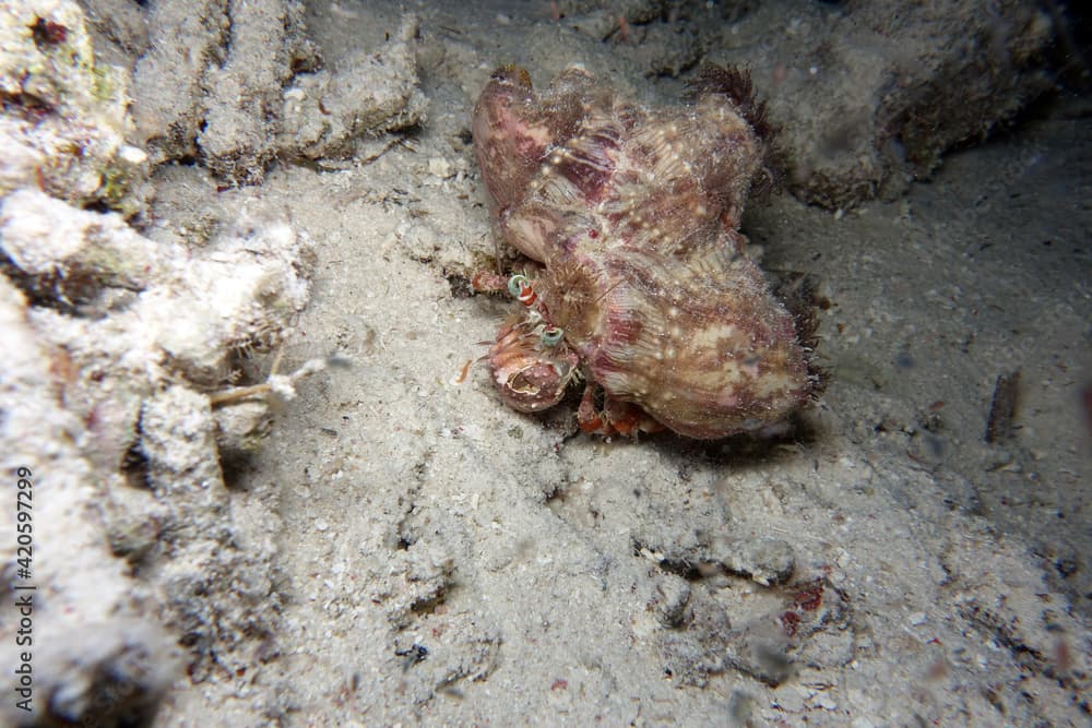 Anemonen-Einsiedlerkrebs - Dardanus pedunculatus