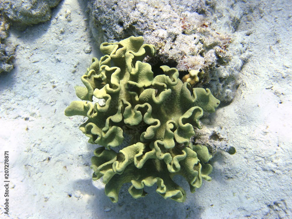 Toadstool mushroom leather coral