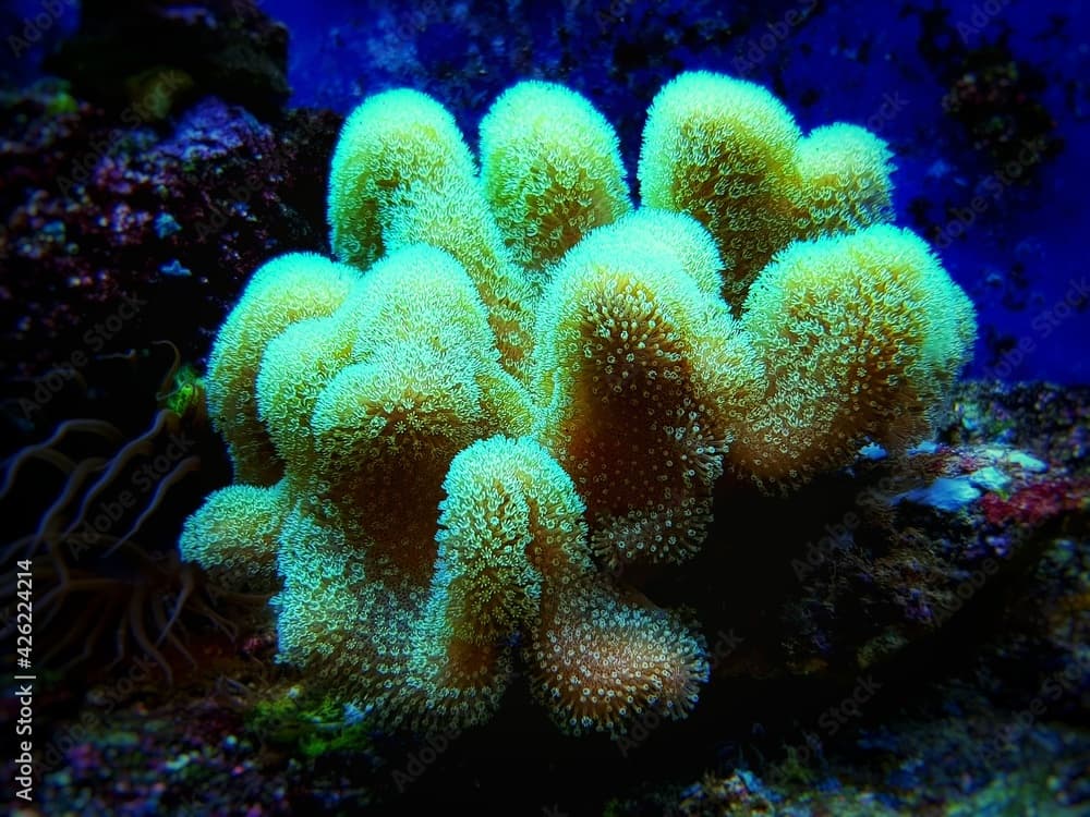 Colorful Sarcophyton soft coral - Sarcophyton ehrenbergi