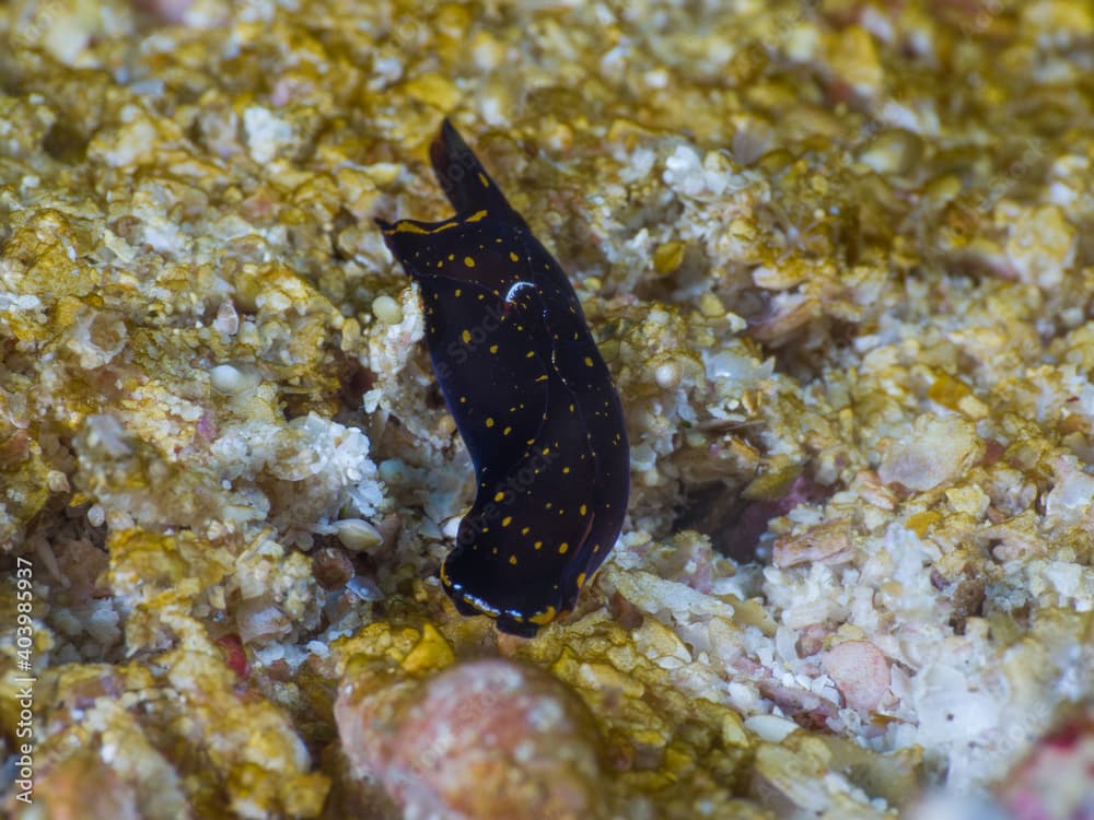 Inornate headshield slug on sand (Mergui archipelago, Myanmar)