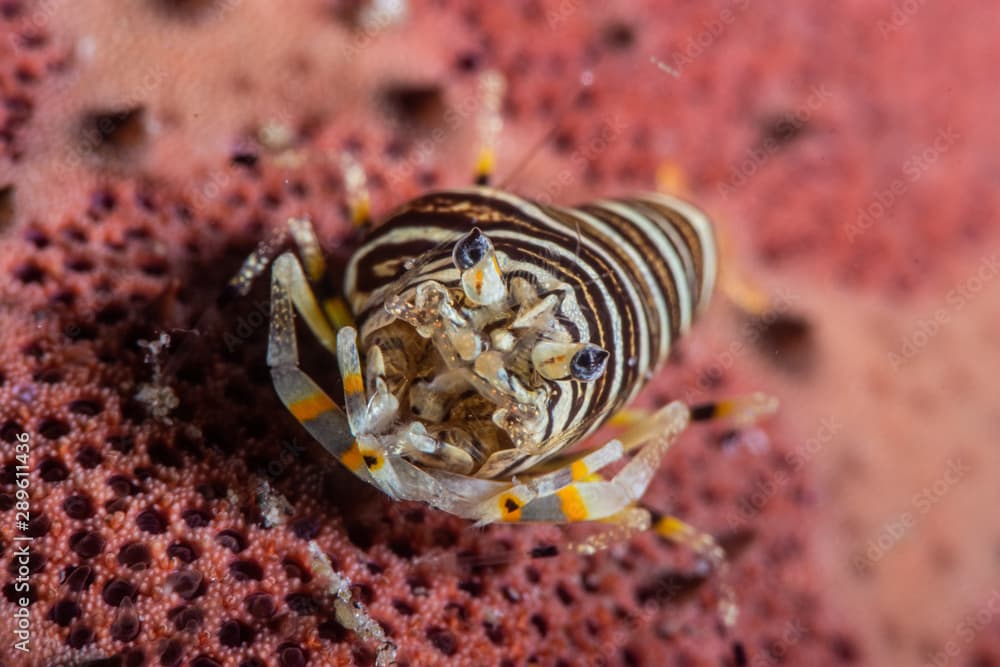 Bumble bee shrimp