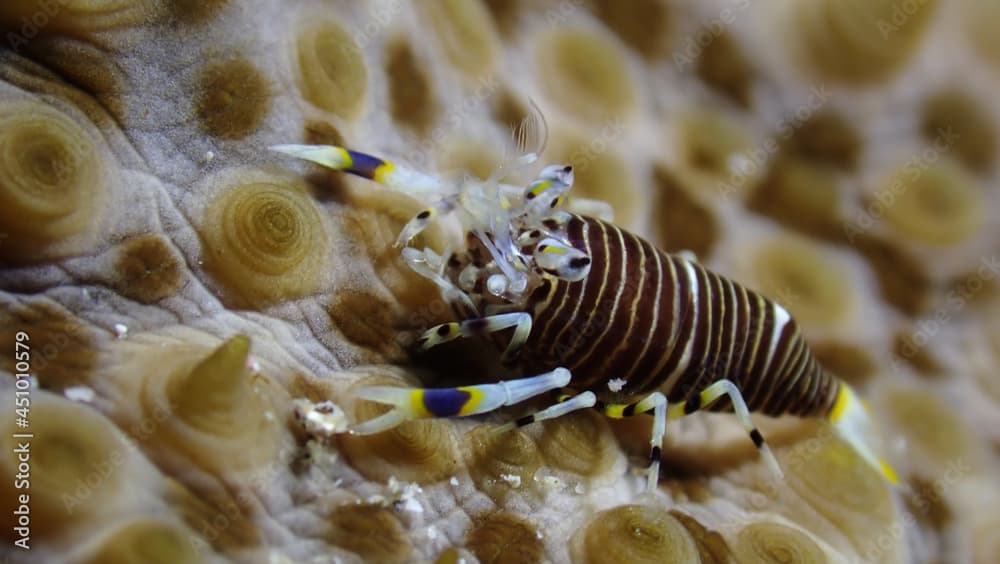 Striped Bumblebee shrimp