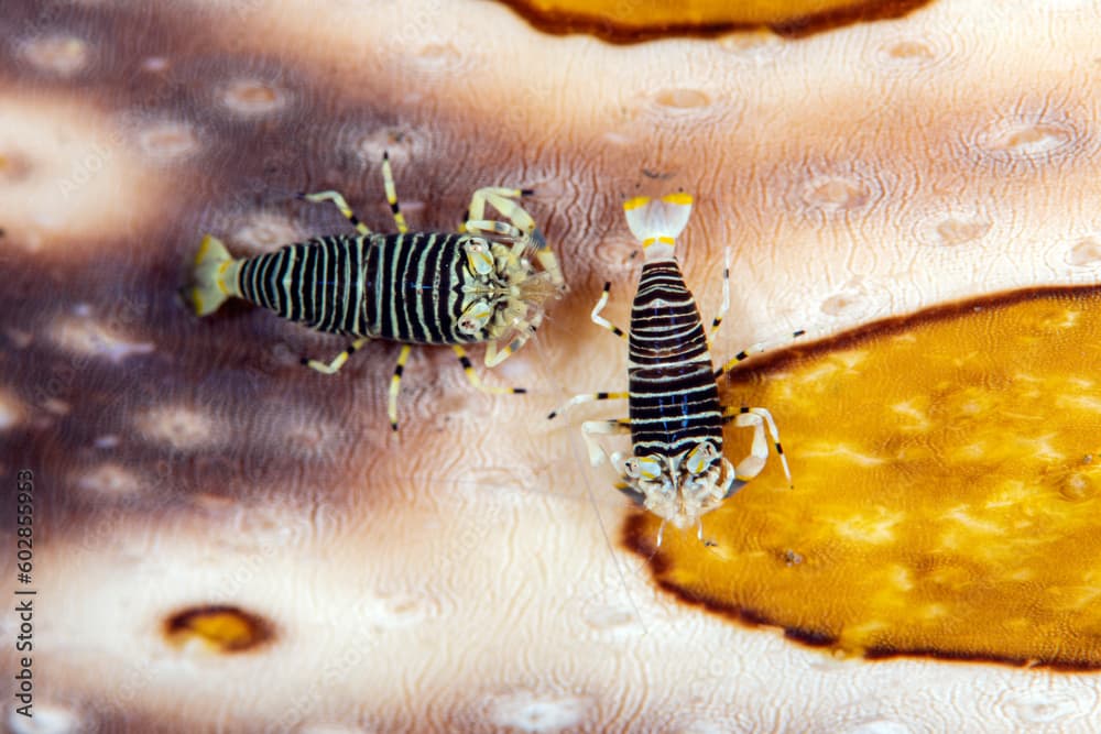 Bumblebee Shrimp -
 Gnathophyllum americanum on a sea cucumber. Underwater macro world of Tulamben, Bali, Indonesia.