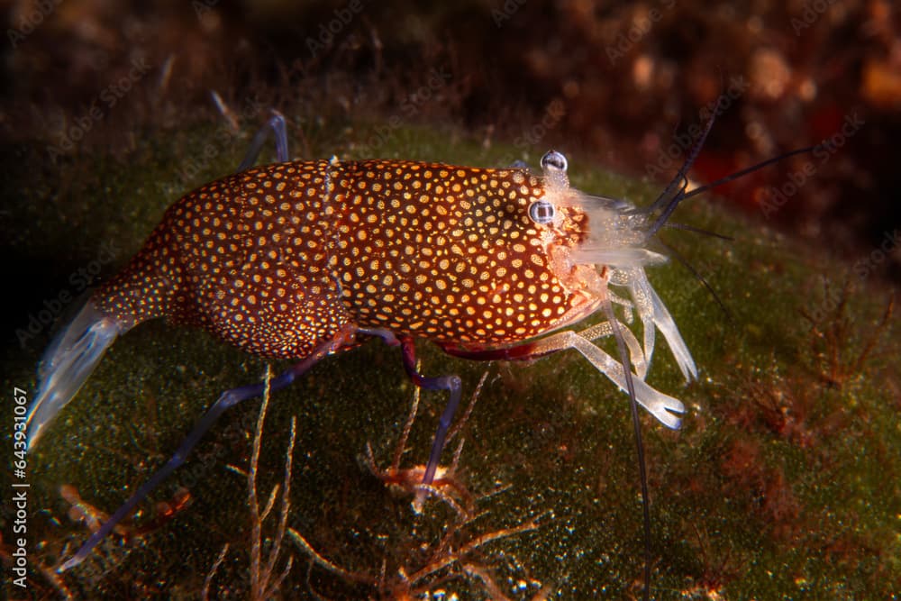 Underwater scenic image of Spotted Bumblebee Shrimp... Canakkale Türkiye