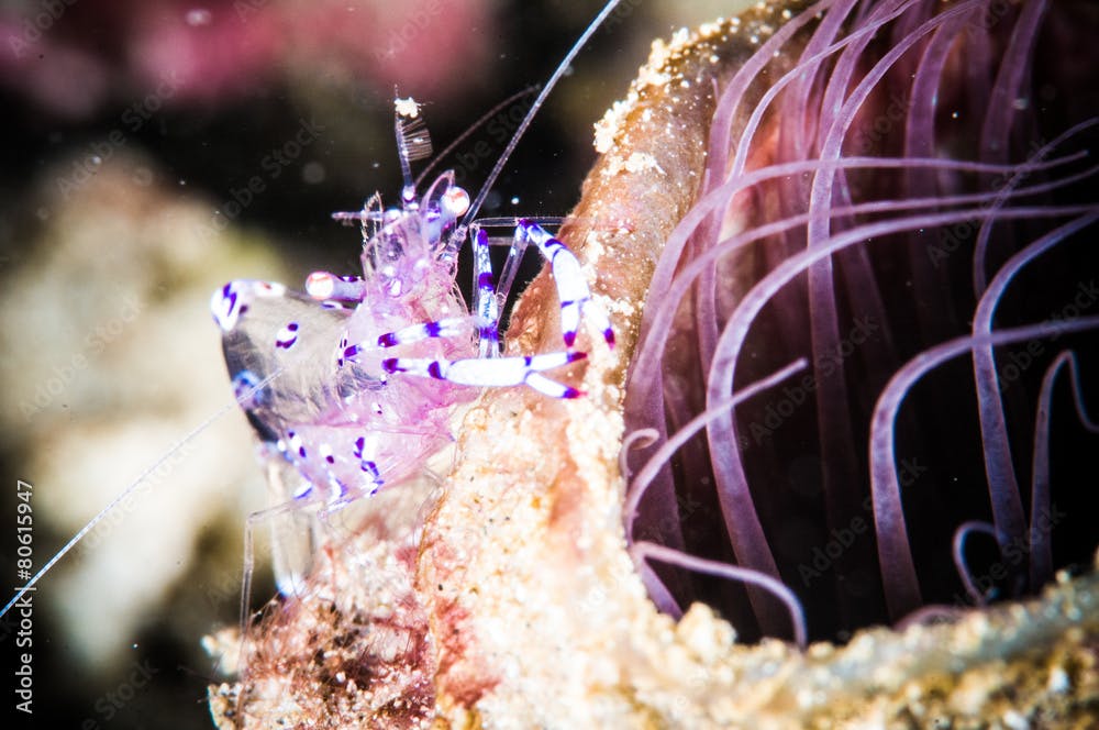purple shrimp bunaken periclimenes holthuisi underwater photo