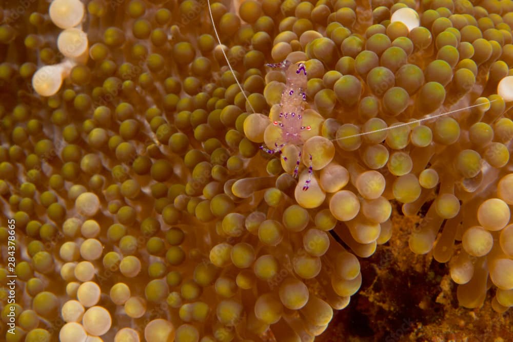 Anemone Shrimp (Periclimenes holthuisi), Banda Sea, Indonesia 