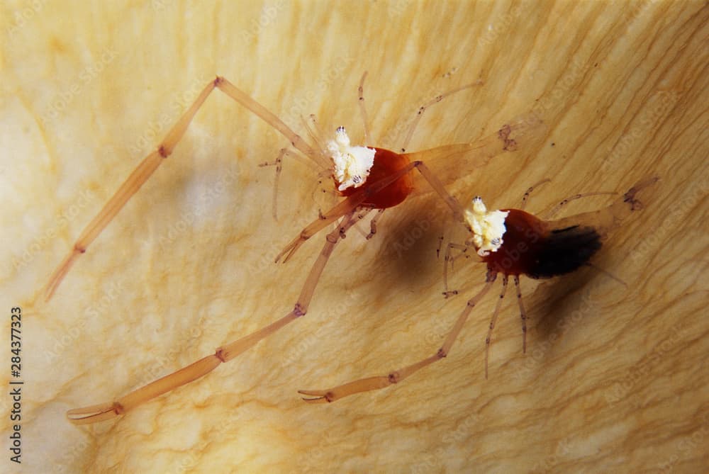 Indonesia, Cleaner shrimp on mushroom (Periclimenes koroensis) and (Heliofungia actiniformis)