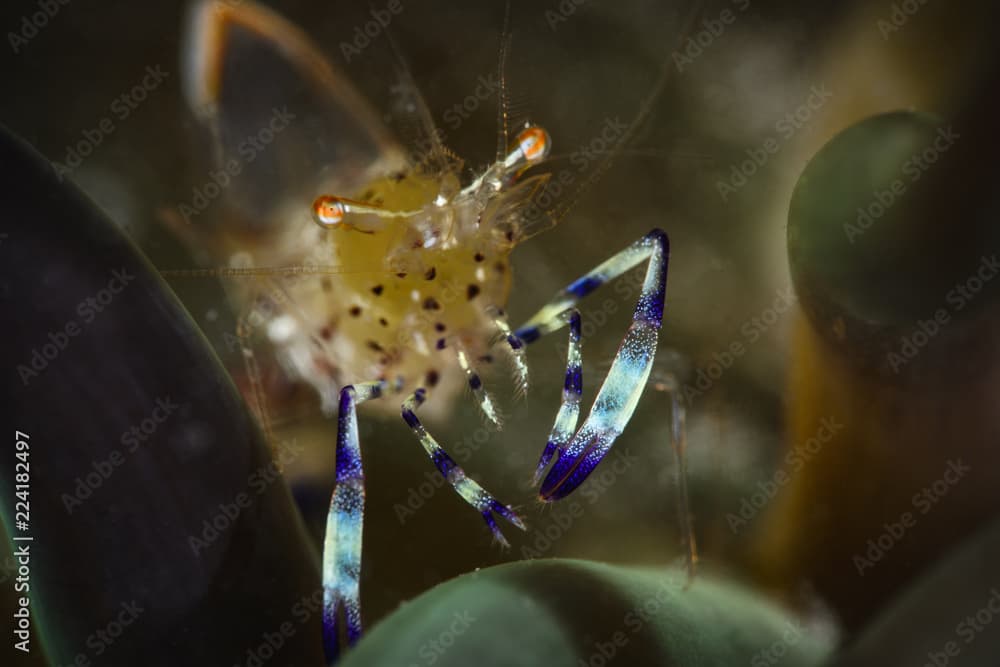 Anemone shrimp in sea