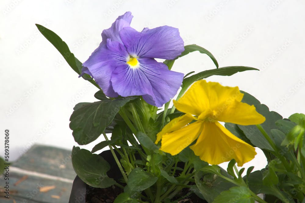 Flor Pensamiento, The garden pansy (Viola × wittrockiana)