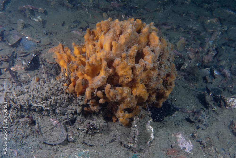 Yellow sponge (Axinella damicornis) in Etang de Thau (France)