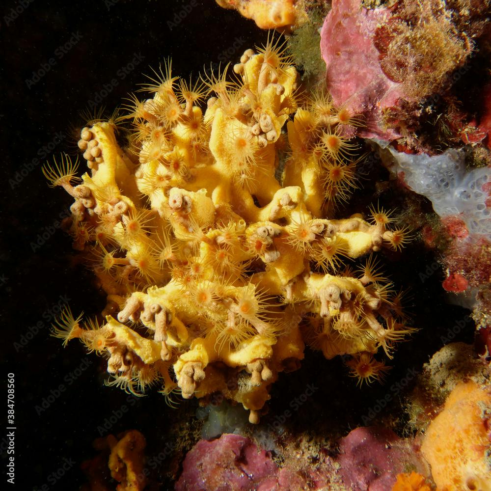 Yellow sponge (Axinella damicornis) covered with Yellow encrusting anemones (Parazoanthus axinellae) in Mediterranean Sea