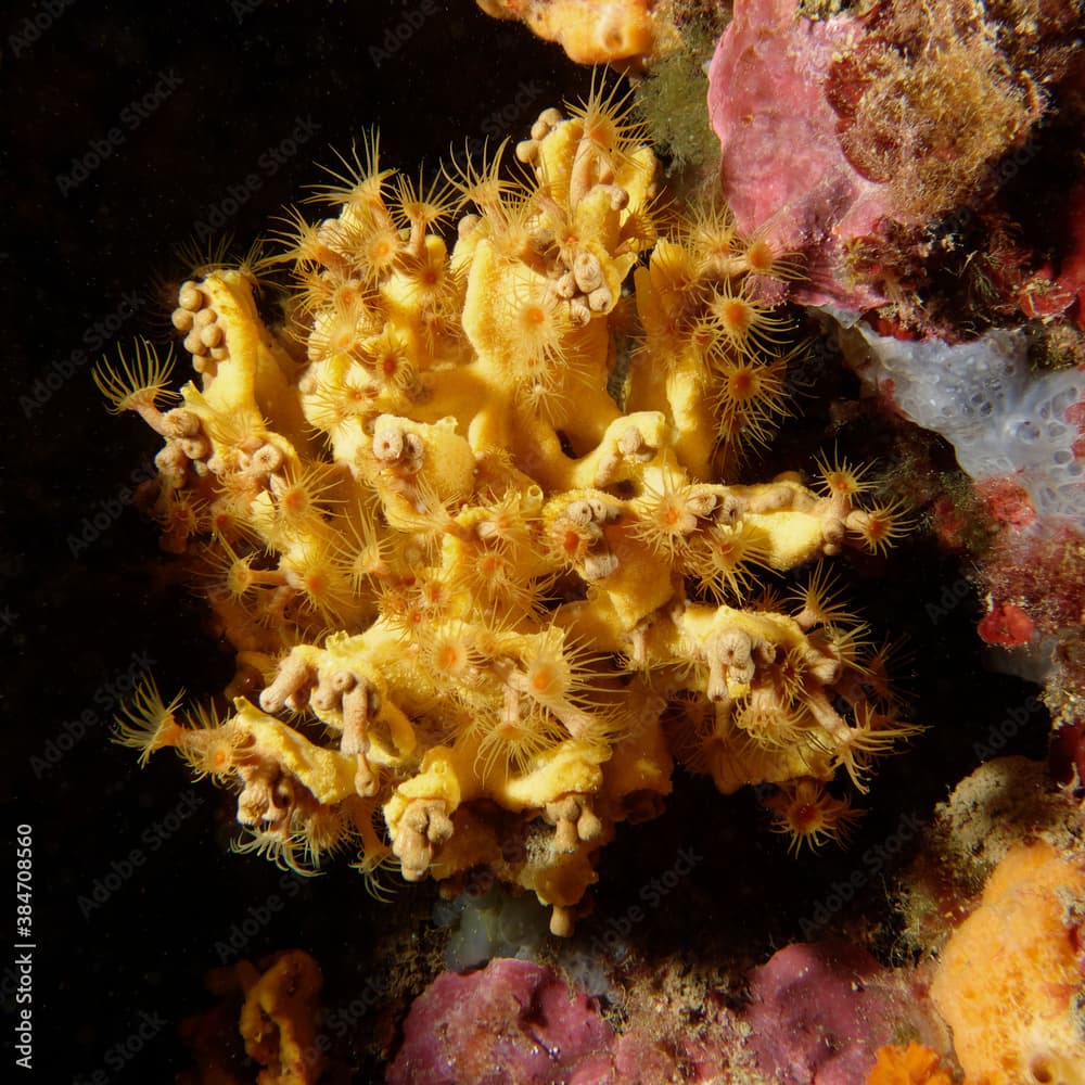 Yellow sponge (Axinella damicornis) covered with Yellow encrusting anemones (Parazoanthus axinellae) in Mediterranean Sea