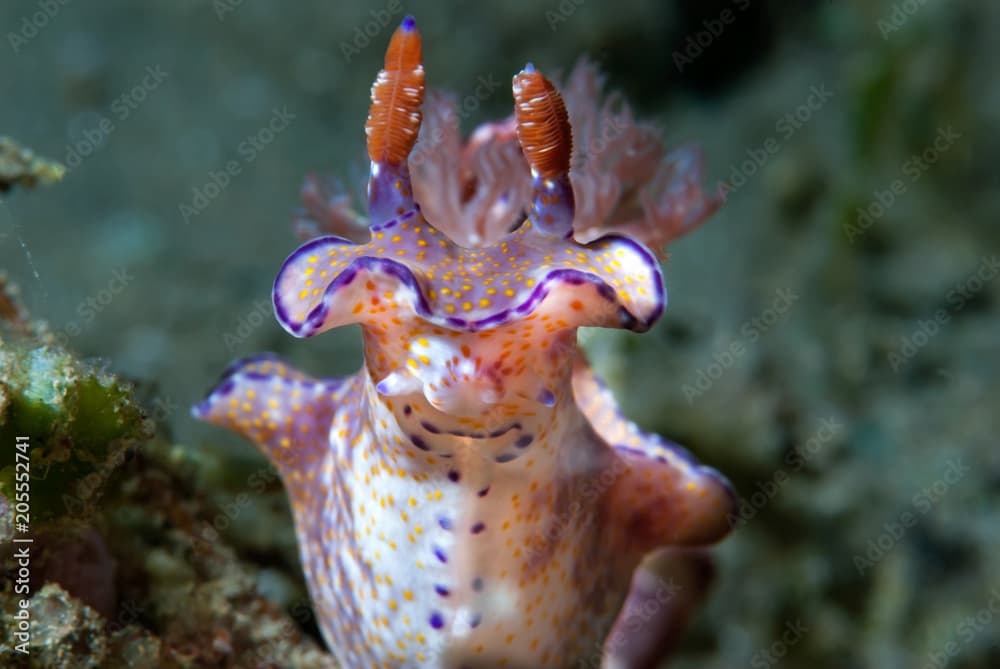 Nudibranch