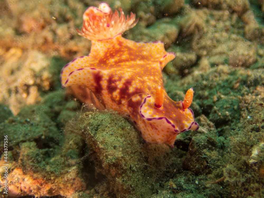 Many-Lobed Ceratosoma (Ceratosoma tenue) nudibranch or sea slug at Little Lember I dive site in Sogod Bay, Southern Leyte, Philippines.  Underwater photography and travel.