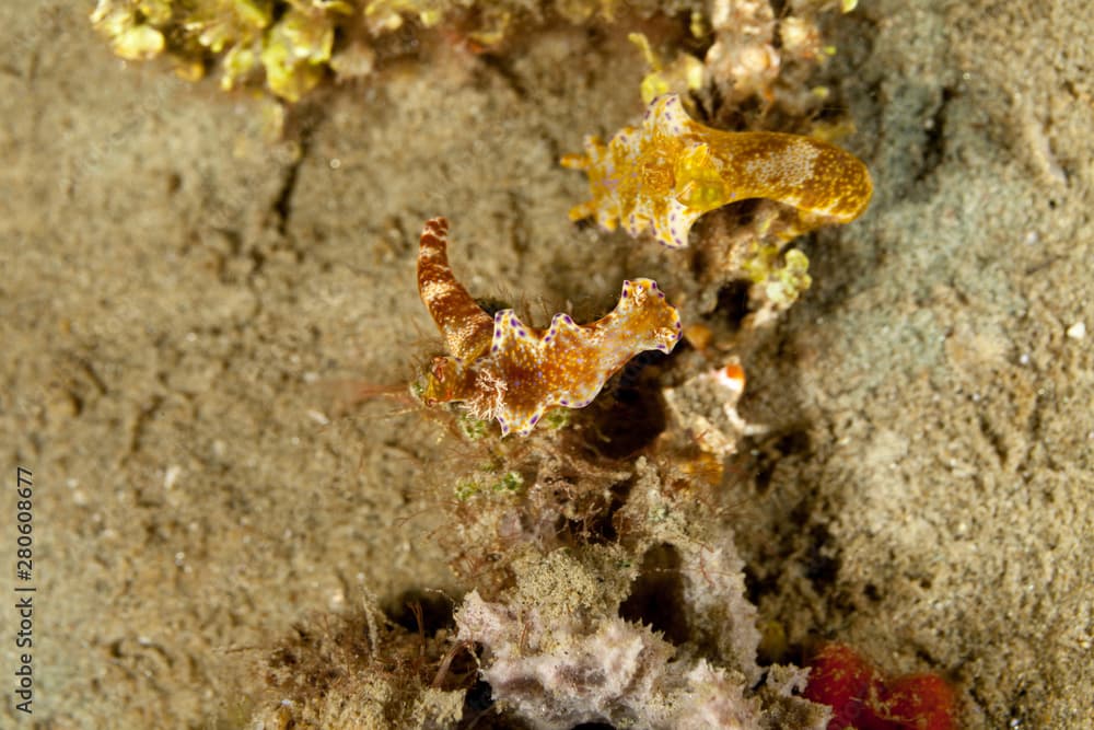 Ceratosoma tenue is a species of colorful dorid nudibranch, a sea slug, a shell-less marine gastropod mollusk in the family Chromodorididae