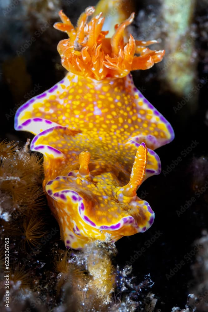  Nudibranch - Ceratosoma tenue Abraham 1876