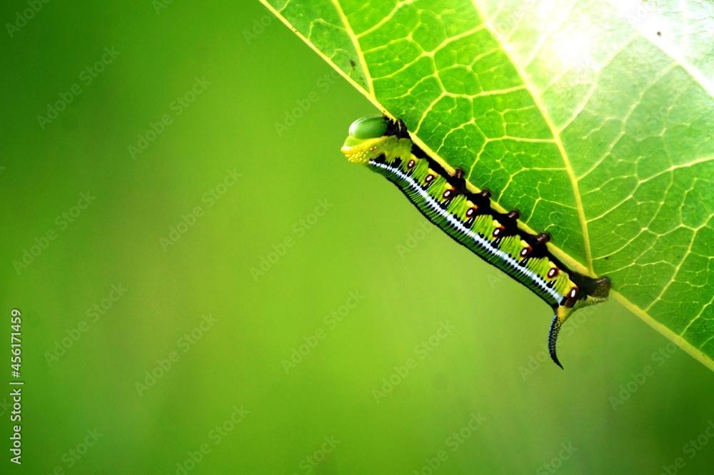 worm,green leaf worm,worms,leaf miner,caterpillar green leaf worm,leaf,worm farm,days green leaf worm,green leaf worm farm,leaf eating worms,leaf miner treatment,worm world,worm on leaves,the worm wor