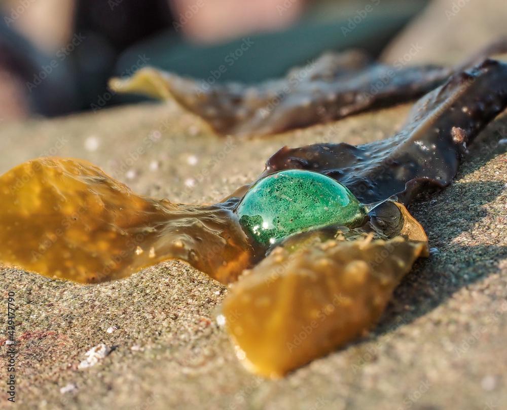 Emarald colord eggs from Neanthes virenes worm, on pelvetia seaweed at shore on low tide