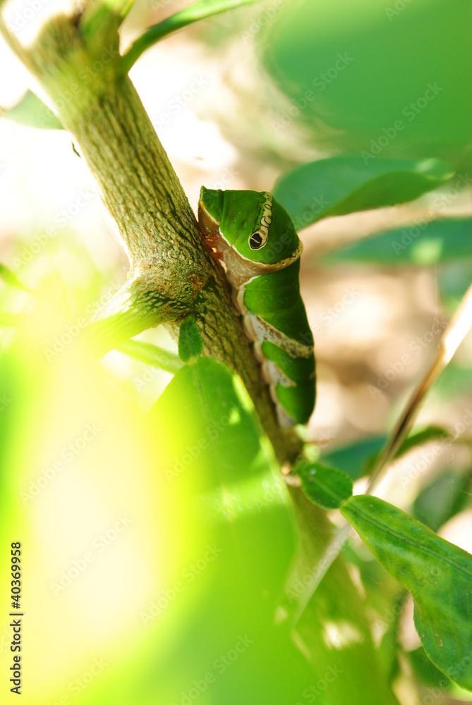 GREEN LEAF WORM