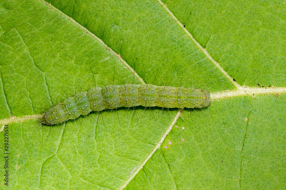 Image of green caterpillar on green leaf. Worm. Insect. Animal.