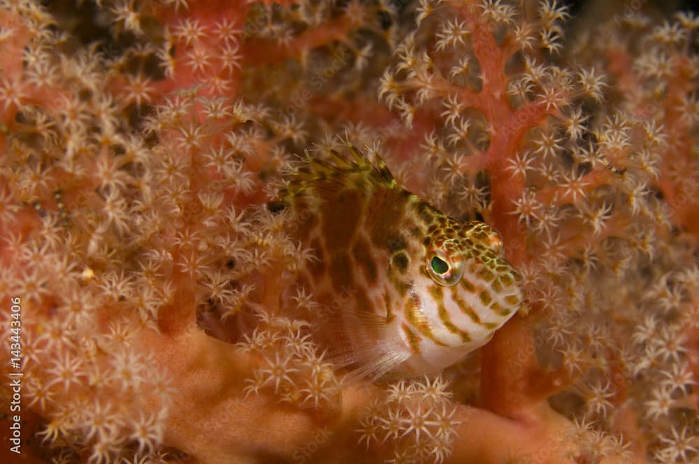 Threadfin hawkfish, Cirrhitichthys aprinus, Raja Ampat Indonesia