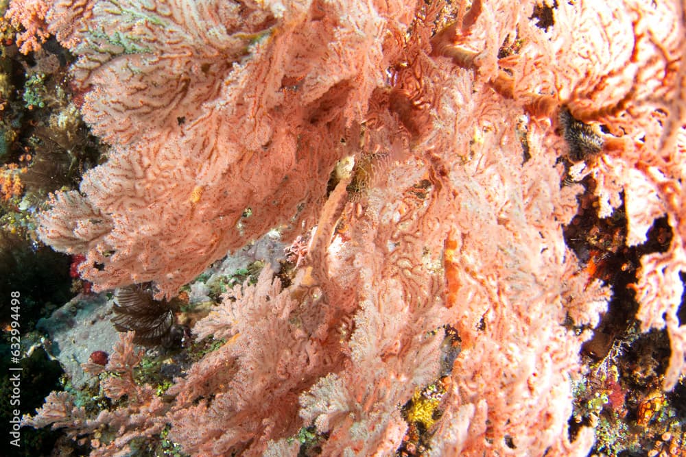 Spotted hawkfish on the seabed in Raja Ampat. Cirrhitichthys aprinus during dive in Indonesia. Threadfin hawkfish is hiding in the coral. 