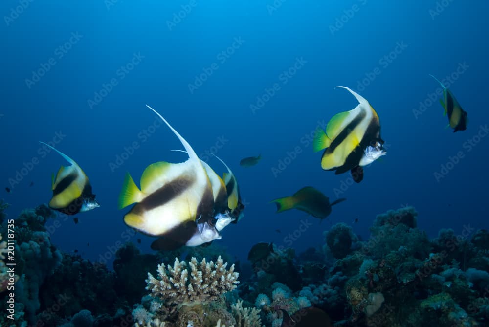 Red sea bannerfish (heniochus intermedius)