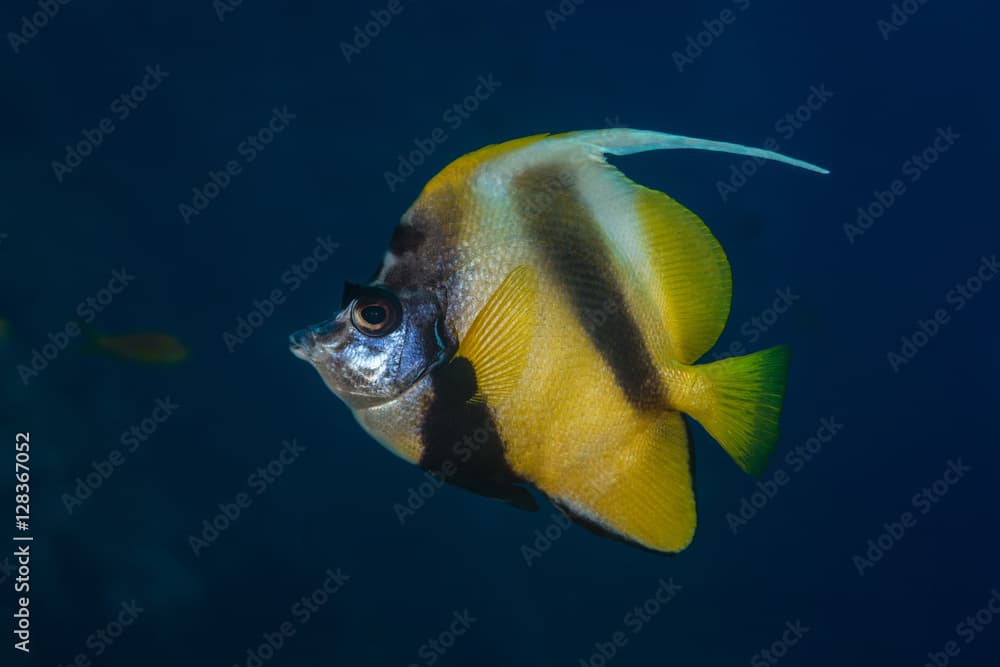 Red Sea bannerfish profile