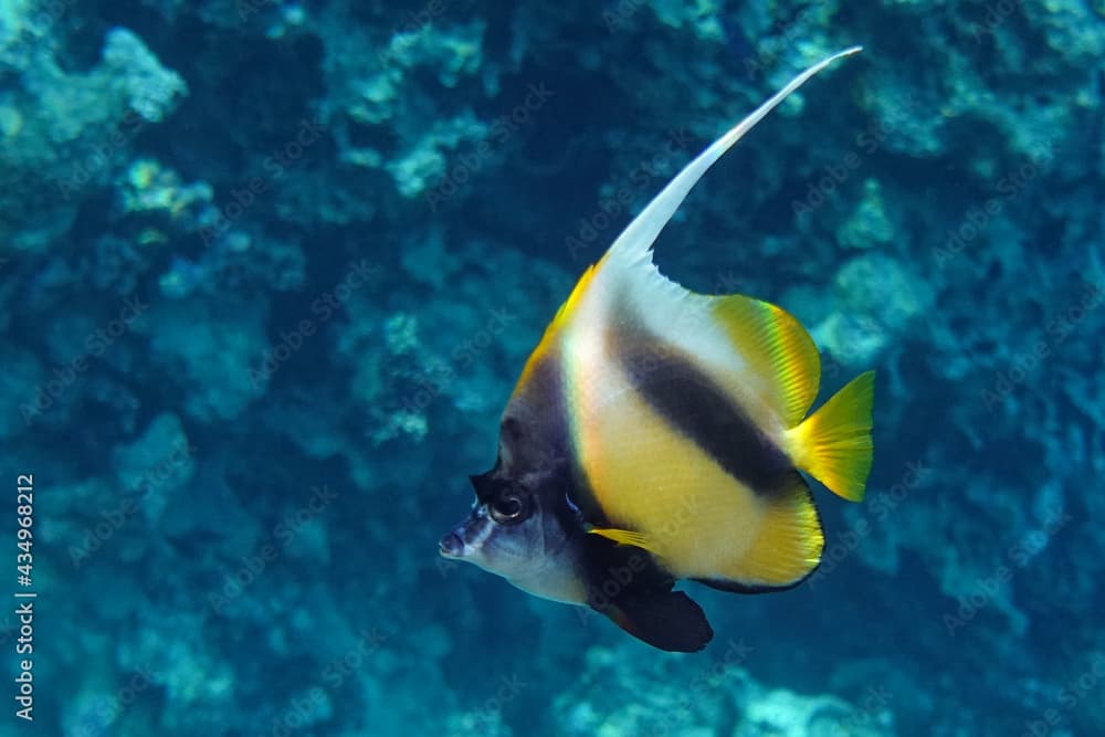 Red sea bannerfish ( Heniochus intermedius ) - coral reef, Egypt 