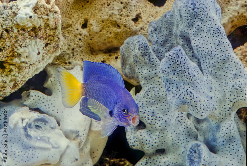 Pomacentrus caeruleus, the cerulean damselfish, is a species of damselfish from the Western Indian Ocean.