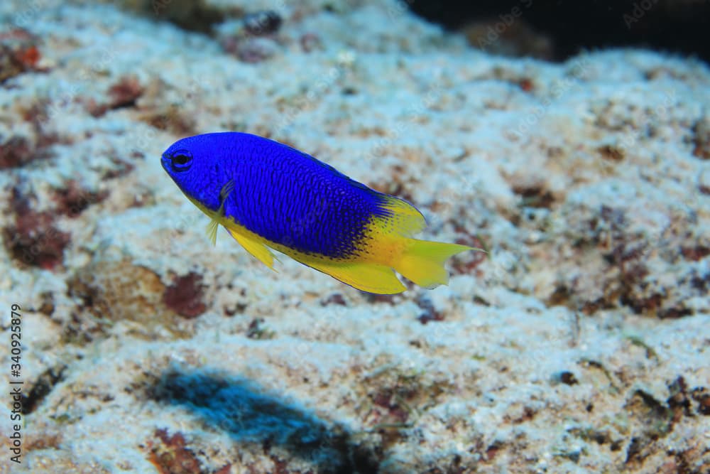 Caerulean damsel fish underwater in the Indian Ocean