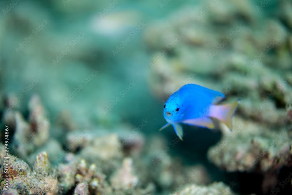 Pomacentrus caeruleus is a damselfish from the Western Indian Ocean