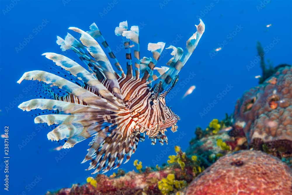 Lionfish in the Bahamas