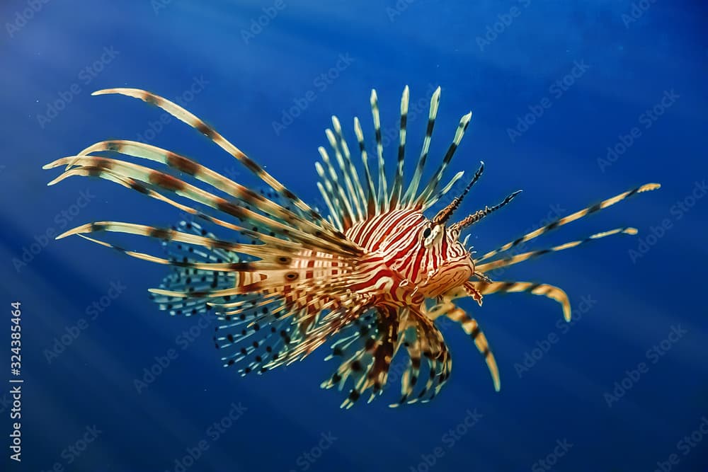 A predatory Pterois volitans swims in search of food in blue water.