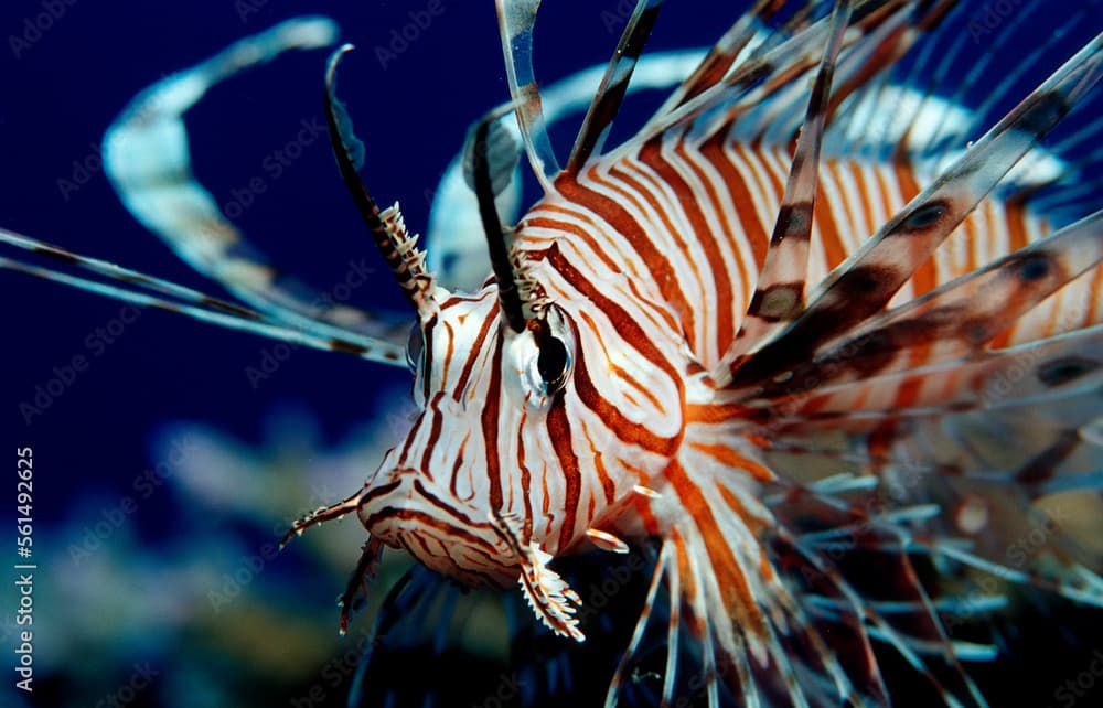 lionfish, turkeyfish, Pterois volitans, Indonesia, Indian Ocean, Komodo National Park