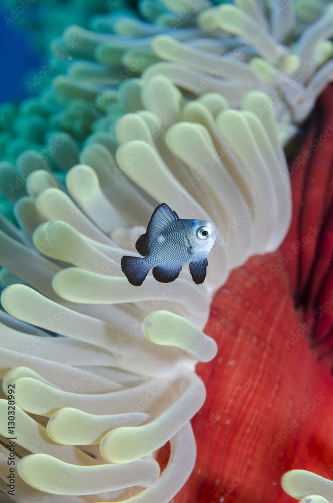 Three-spot damsel fish (Dascyllus trimaculatus), magnificent anemone (Heteractis magnifica) close-up, Ras Mohammed National Park, off Sharm el-Sheikh, Sinai, Red Sea, Egypt 