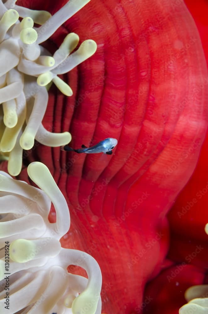 Three-spot damsel fish (Dascyllus trimaculatus), magnificent anemone (Heteractis magnifica) close-up, Ras Mohammed National Park, off Sharm el-Sheikh, Sinai, Red Sea, Egypt 