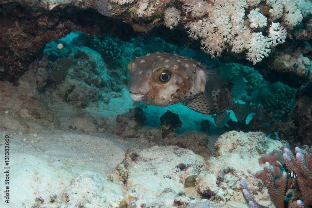 Gelbflecken Igelfisch