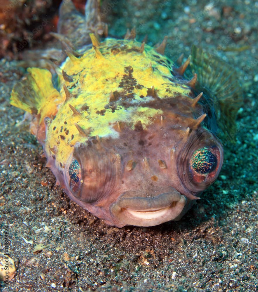 Yellowspotted burrfish (cyclichthys spilostylus)