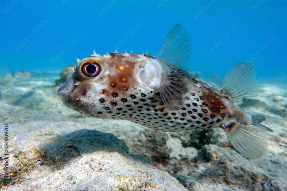 Yellowspotted burrfish (cyclichthys spilostylus) taken in the Red Sea. 