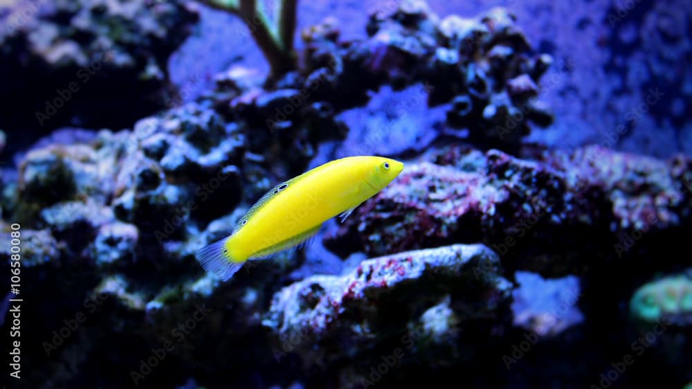 Yellow Wrasse (Halichoeres chrysus) 