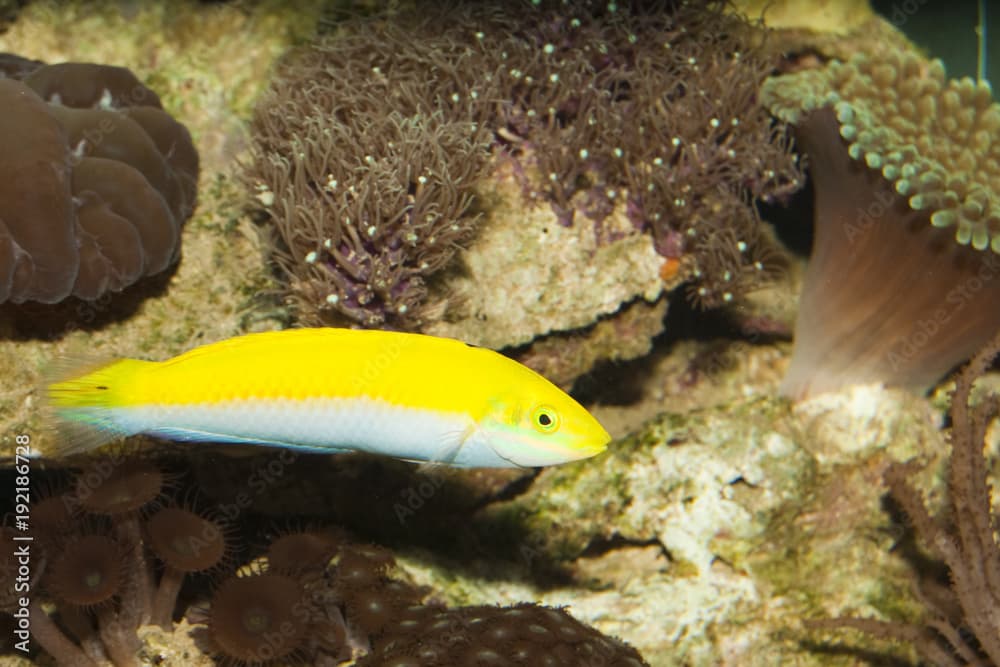 Yellow and Purple Wrasse in Aquarium