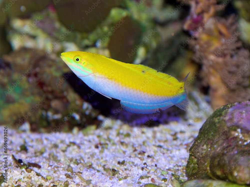 A juvenile Yellow and Purple Wrasse, Halichoeres leucoxanthus, also known as the Four Spot or White Wrasse