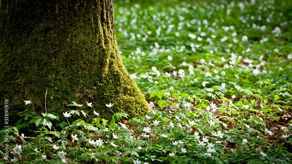 Mossy old tree and windflower in forest