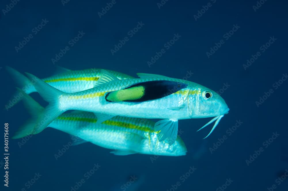 Yellowfin Goatfish, Mulloidichthys vanicolensis, being cleaned by bicolor cleaner wrasse, Labroides bicolor,  Sulawesi Indonesia