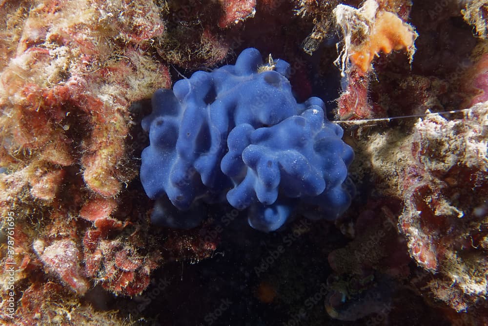 Flesh sponge (Oscarella lobularis) in Mediterranean Sea